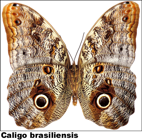 Caligo brasiliensis