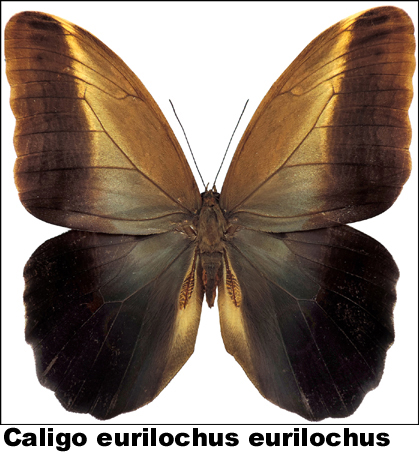 Caligo eurilochus Caligo eurilochus