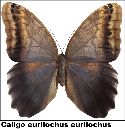 Caligo eurilochus