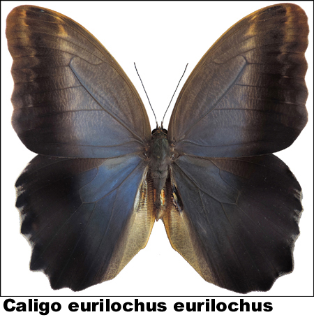 Caligo eurilochus
