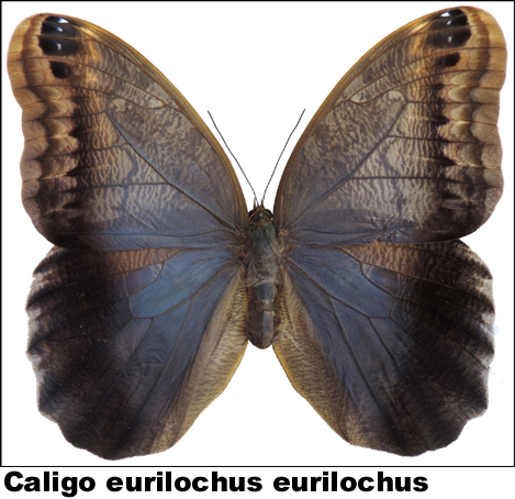 Caligo eurilochus