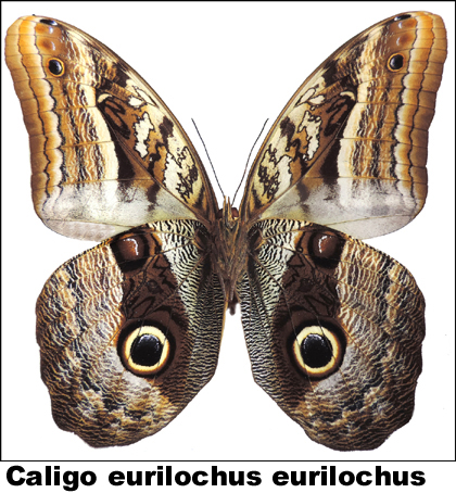 Caligo eurilochus