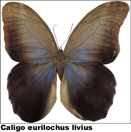 Caligo eurilochus livius