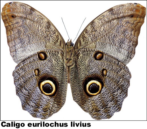 Caligo eurilochus livius