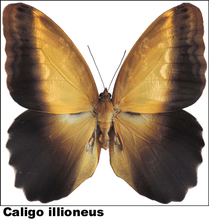 Caligo illioneus