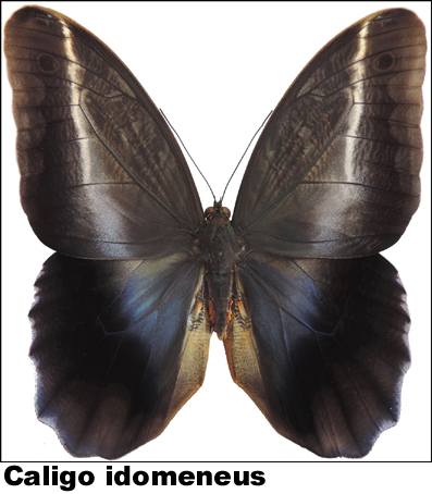 Caligo idomeneus Caligo idomeneus