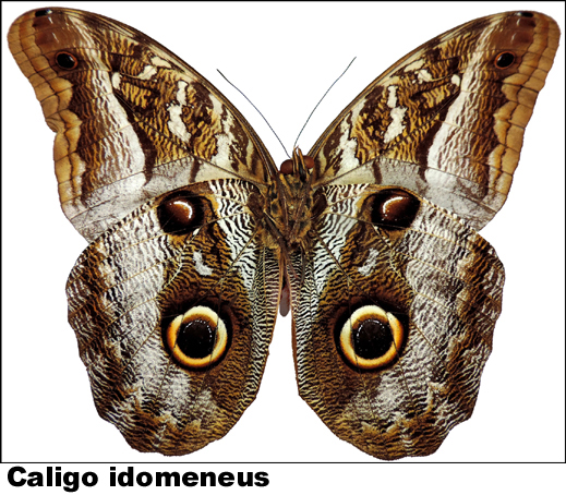 Caligo idomeneus