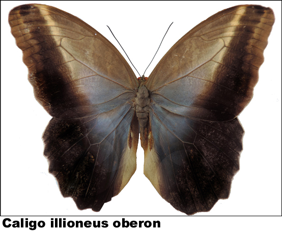 Caligo illioneus oberon