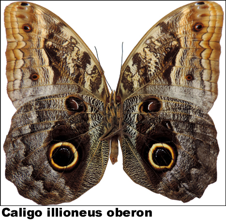 Caligo illioneus oberon