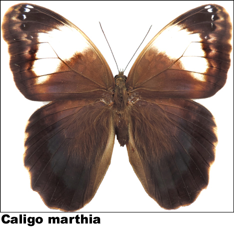 Caligo marthia