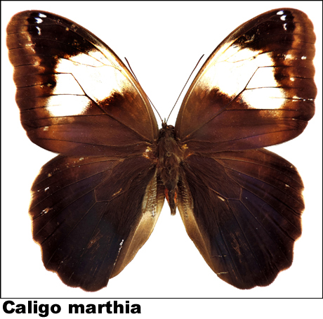 Caligo marthia