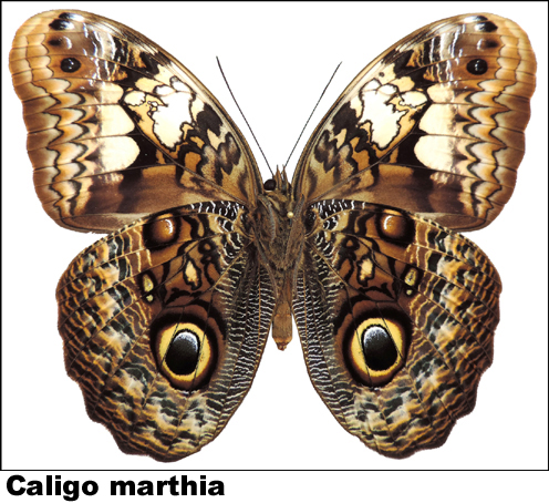 Caligo marthia