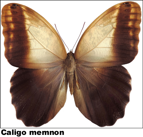 Caligo memnon