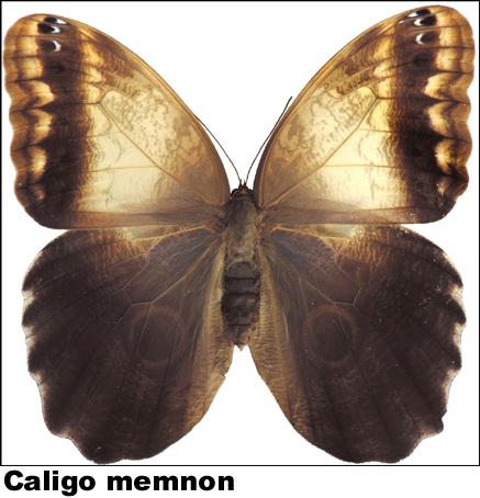 Caligo memnon