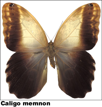 Caligo memnon