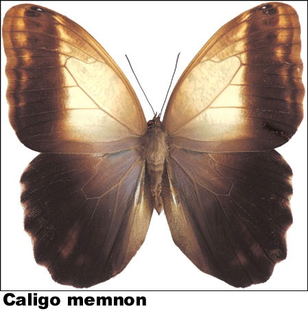 Caligo memnon