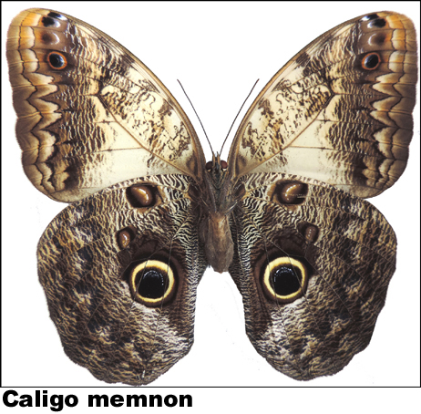 Caligo memnon