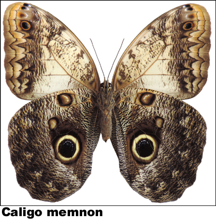 Caligo memnon
