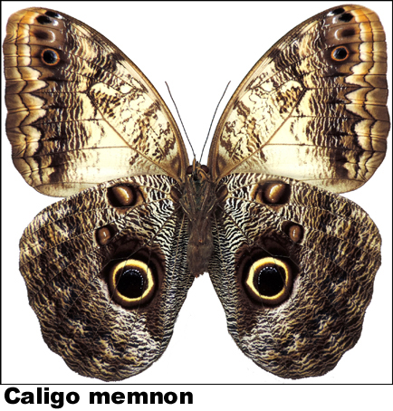 Caligo memnon