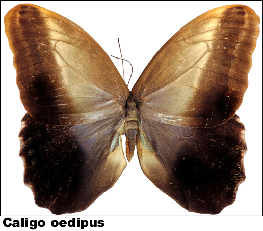 Caligo oedipus