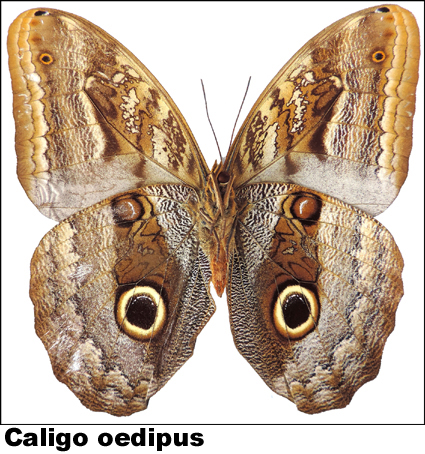 Caligo oedious