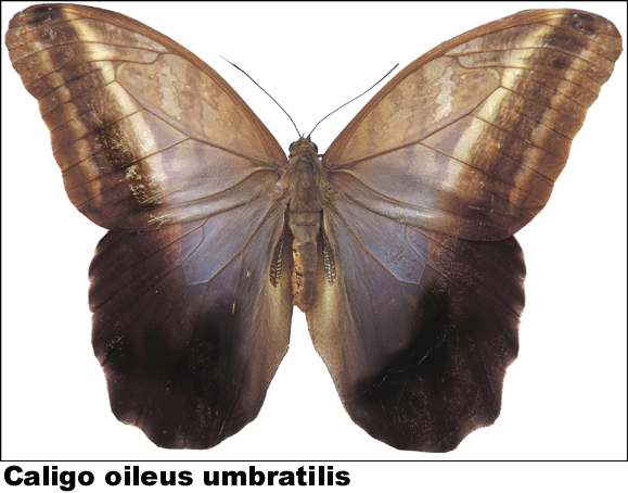 Caligo oileus umbratilis