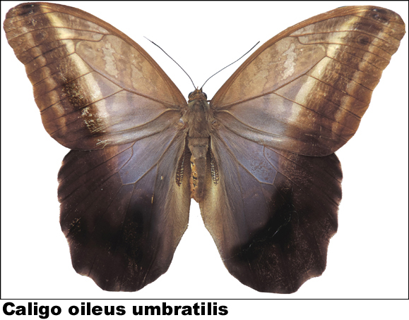 Caligo oileus umbratilis Caligo oileus umbratilis