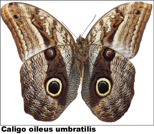 Caligo oileus umbratilis