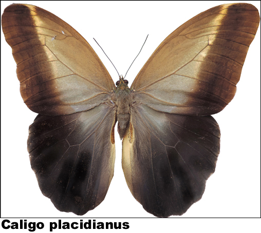 Caligo placidianus