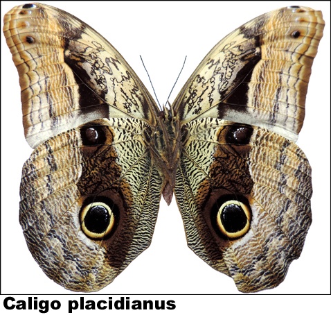 Caligo placidianus