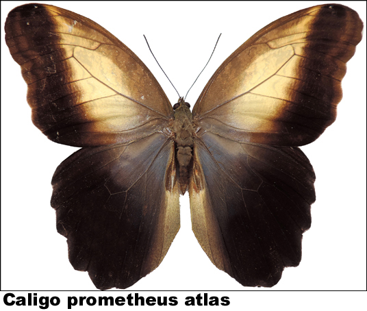 Caligo prometheus atlas