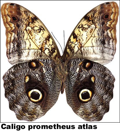 Caligo prometheus atlas