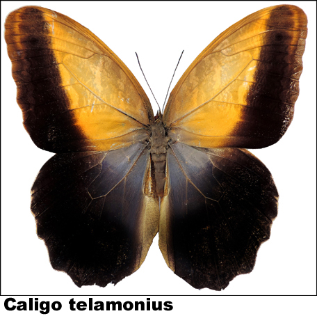 Caligo telamonius