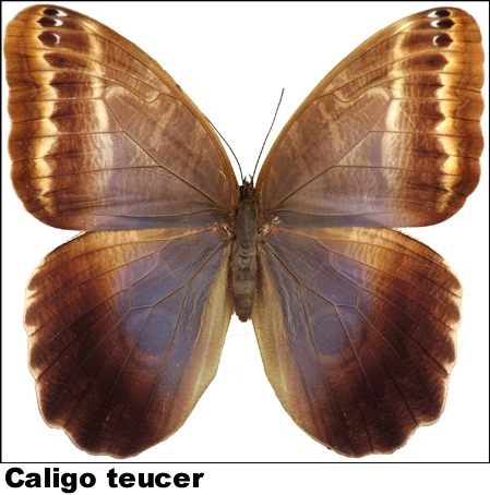 Caligo teucer