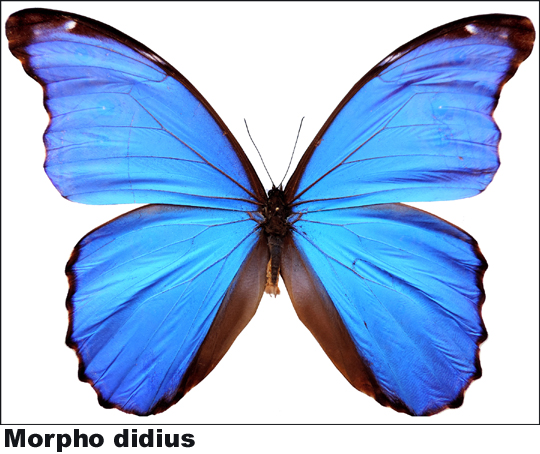 Morpho didius