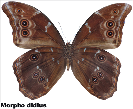 Morpho didius