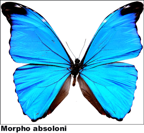 Morpho absoloni