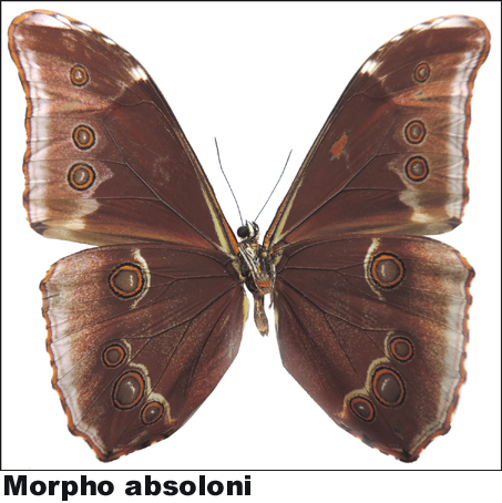 Morpho absoloni