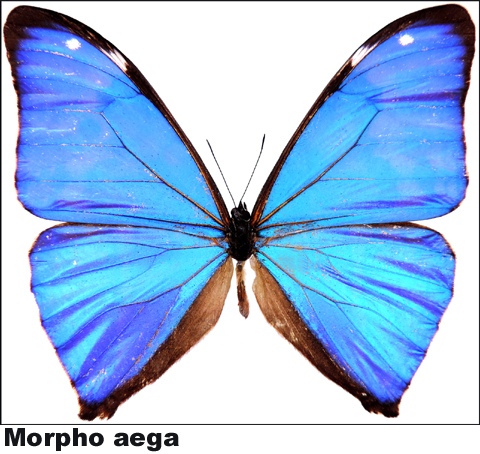 Morpho aega