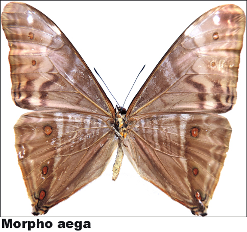 Morpho aega