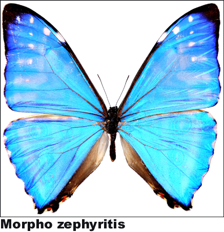 Morpho zephyritis