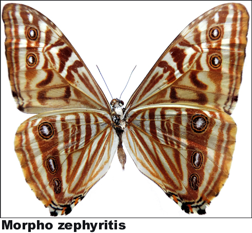 Morpho zephyritis