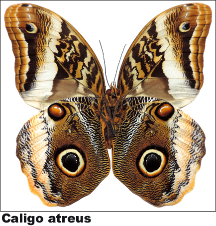 Caligo atreus