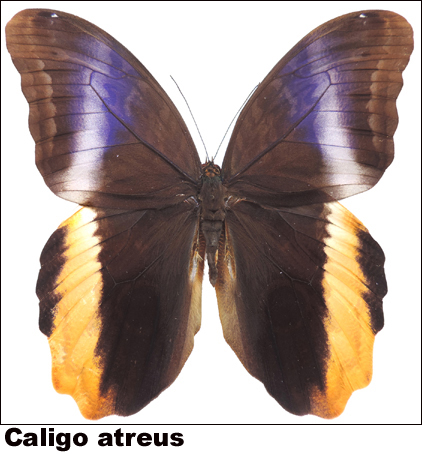 Caligo atreus