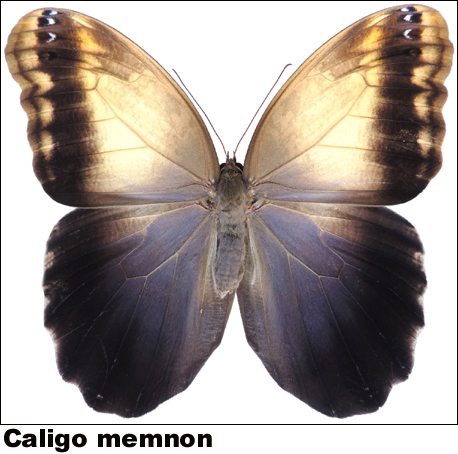 Caligo memnon