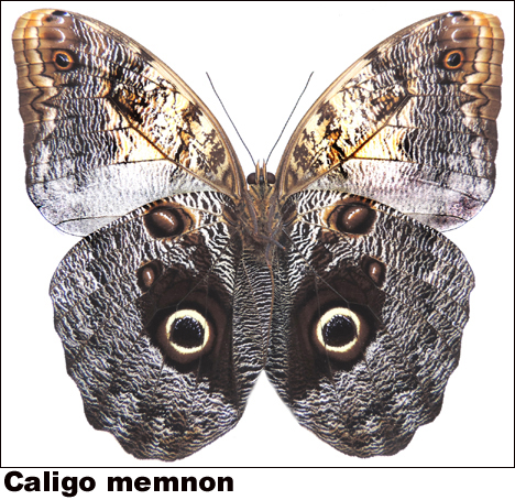 Caligo memnon