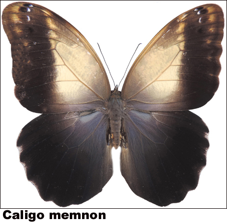 Caligo memnon Caligo memnon