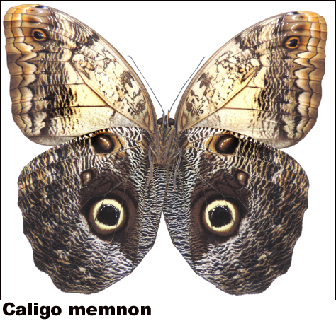 Caligo memnon