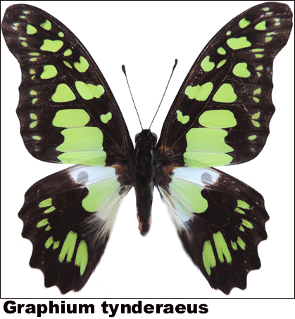 Graphium tynderaeus