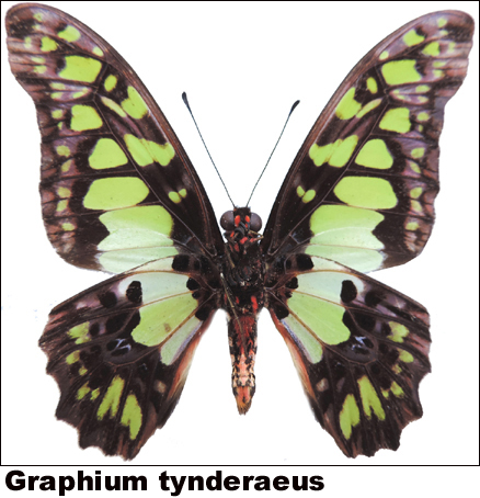 Graphium tynderaeus